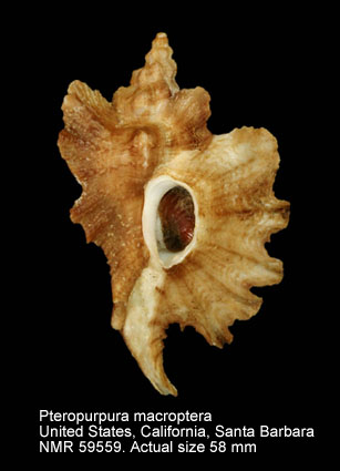 Pteropurpura macroptera.jpg - Pteropurpura macroptera(Deshayes,1839)